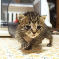 こちらに向かってくる子猫