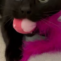 上目遣いの猫