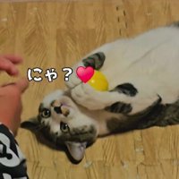 キャッチボールをする男の子と猫