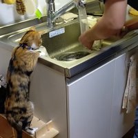 洗い物をする男性と見つめる猫