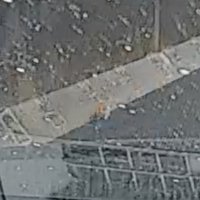 道路の端にいる子猫