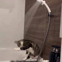 水を浴びている猫