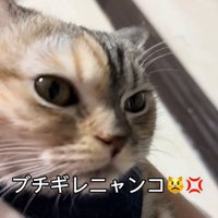 睨む猫