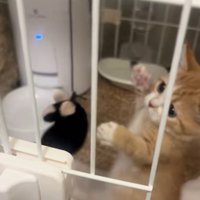 ケージの中でおもちゃにパンチする子猫