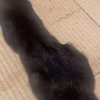 毛が生えてきた猫の背中