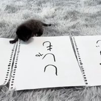 田中と書かれた紙を踏んでいる子猫