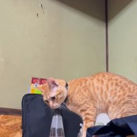 着地する猫