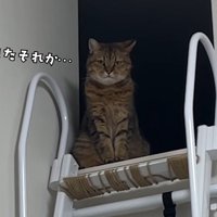またそれか…