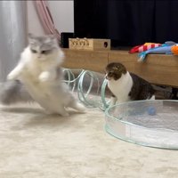 子猫