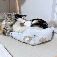 室内にいる猫たち