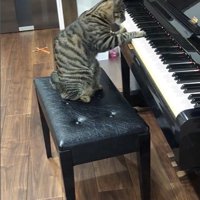 鍵盤を押している猫