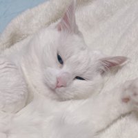 眠そうな白猫の顔のアップ