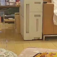 キッチンから出てくる猫たち