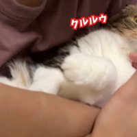 クルルゥ