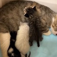 段ボールの中で子猫にお乳をのませる親猫