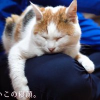 眠る猫