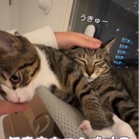 窓際で寝ている2匹の猫