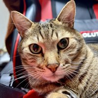 カメラ目線の猫