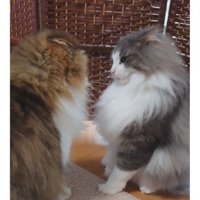 喧嘩している猫