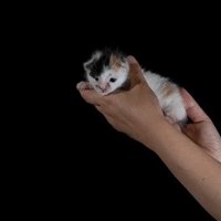 目が開き始めたいちえちゃん