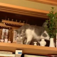 神棚の水を飲む猫