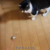 投稿主さんがいなくて寂しそうに佇む保護猫