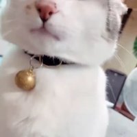 目を細める猫