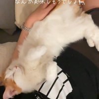 人と一緒に寝ている猫