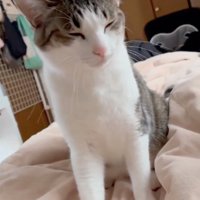頭が下がっていく猫