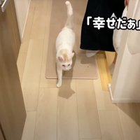 白い猫の後ろをついていく女性