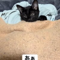 毛布をかけている子猫