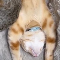 仰向けの猫の顎