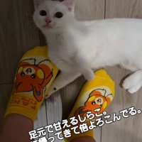 寝転がって飼い主を見上げる子猫
