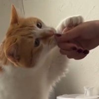 前足を使って飼い主の手を引き寄せる猫