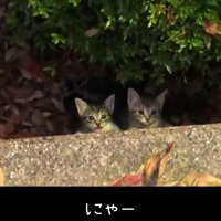 鳴く子猫
