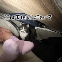 ここは天国でしょうか…？