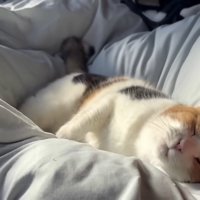 頭を撫でられて嬉しそうなミケ