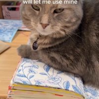 ノートに乗る猫