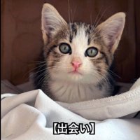 座っている子猫
