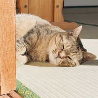 日向ぼっこする猫