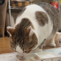 成猫が皿から食べている