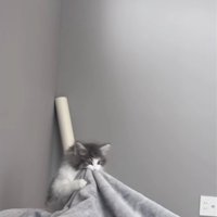 人に噛みついている子猫