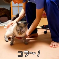 飼い主につかまった猫