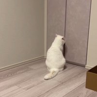 ドアを見つめる猫