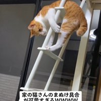 戸惑う猫