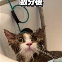 シャンプーをしている猫