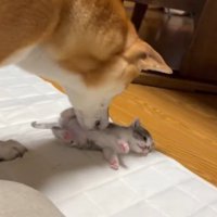 子猫をお世話する犬