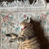 玄関マットと猫の横顔