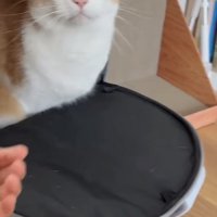 猫用キャリーに入る茶白猫