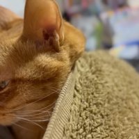 月ちゃんの横顔